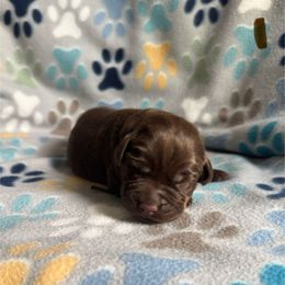 Brown Collar Male - Chocolate male Labrador Retriever puppy in Kissimmee, Florida from SunState Labs