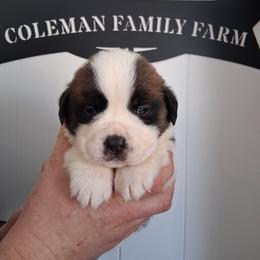 King James - White and brown male Saint Bernard puppy in Kinsman, Ohio from Coleman Saint Bernards of Ohio