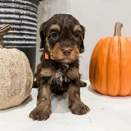 Hazel - Brown female Cavapoo puppy in Flagstaff, Arizona from Gunstock Doodles