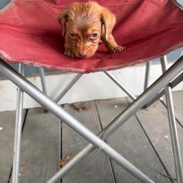 Martin - Dapple male Dachshund puppy in Conroe, Texas from Dots Dachshunds