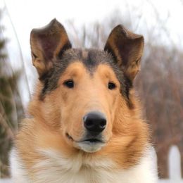 Collies from Calibre Collies