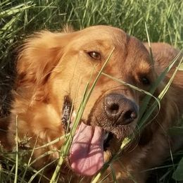 Hooker - Golden Retriever