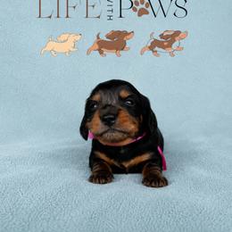 Lulu (pink) - Dapple female Dachshund puppy in Palm Bay, Florida from Life With Mini Paws