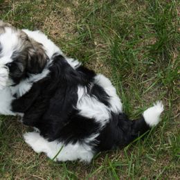 Havanese Puppies from Emerald East Havanese