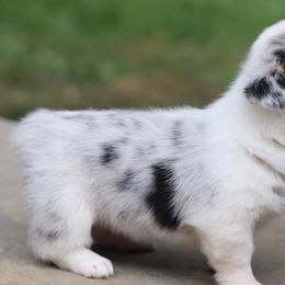 American Corgi Puppies from Diamond Corgis