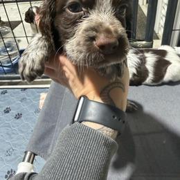Strike - Liver white and roan male English Springer Spaniel puppy in Ogilvie, Minnesota from V.V. Berg Kennels
