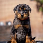 Red Girl - Harlequin female Beauceron puppy in Henderson, Nevada from Joie de Vie Beaucerons