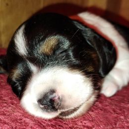 Dachshund puppies from Decorous Dachshunds