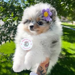 Pomeranian Puppies from Country Life Pomeranians