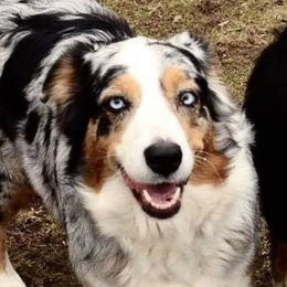 Callie - Australian Shepherd