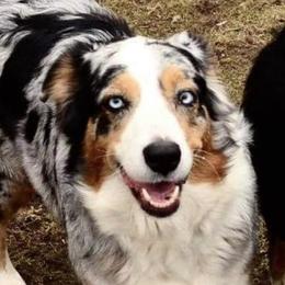 Callie - Australian Shepherd