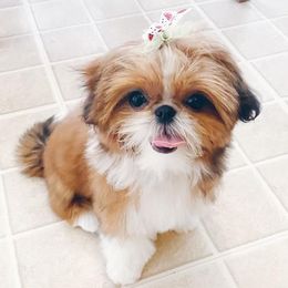 Shih Tzus from Patchwork Pups