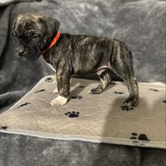 Orange male - Tiger male Perro de Presa Canario puppy in Holland, Ohio from Lykaios Kennels