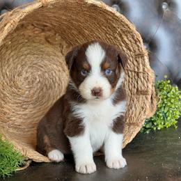 Hayes- Has Tail and Videos - Red tri-color male Australian Shepherd puppy in Troy, South Carolina from Lana Corley- Australian Shepherds of 3/W Farms