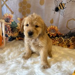 Golden Retriever Puppies from Whickering Pines Golden Retrievers
