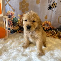 Golden Retriever Puppies from Whickering Pines Golden Retrievers