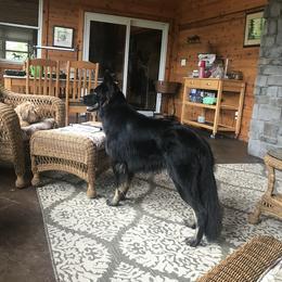 Greta - German Shepherd