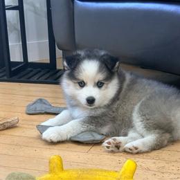 Liberty - Black and white female Pomsky puppy in Doon, Iowa from Luxury Pomsky
