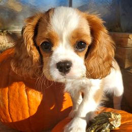Kona - Cavalier King Charles Spaniel puppy in Rifle, Colorado from RoanCliff Cavaliers
