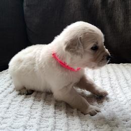 Golden Retriever Puppies from Southern Golden Retrievers