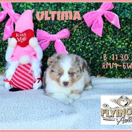 Ultima - Red merle male Miniature Australian Shepherd puppy in Madisonville, Texas from Flying LL Aussies