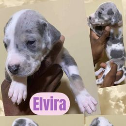 Elvira - Harlequin female Great Dane puppy in Bolivar, New York from Prophecy Danes
