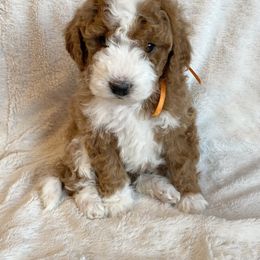 Bernedoodle Puppies from Scarlett Doodles