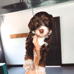 Sandy - Tri-color female Bernedoodle puppy in Jackson, Missouri from Pincksten Family Doodles