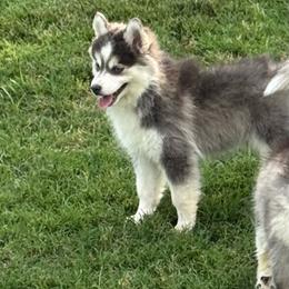 Atlas - Blue male Pomsky puppy in Gunter, Texas from The Painted Pomsky