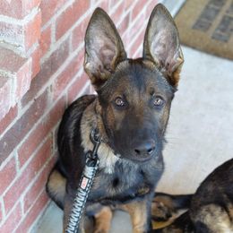German Shepherd Puppies from Vogelhaus German Shepherds