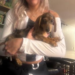 Boy - Wild boar male Dachshund puppy in Missoula, Montana from Rocky Mountain Dachshunds