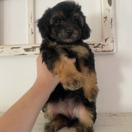 Trixie - Black and tan female Havapoo puppy in Dothan, Alabama from Leo’s Teddy Bear doodles