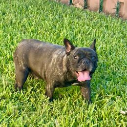 Raven 🐦‍⬛ - French Bulldog