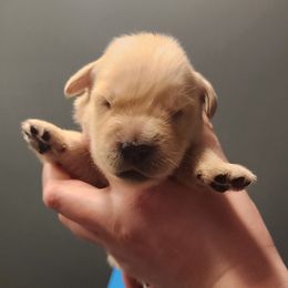 Girl 1 - female Golden Retriever puppy in Carlisle, Ohio from Hermosa Havanese and Golden Retrievers