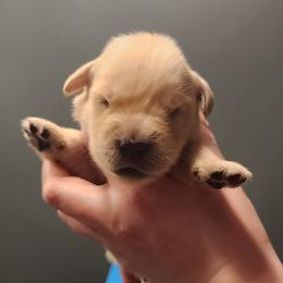 Girl 1 - female Golden Retriever puppy in Carlisle, Ohio from Hermosa Havanese and Golden Retrievers
