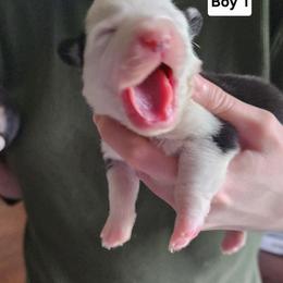 Boy 1 - Black and tan male Pembroke Welsh Corgi puppy in Grand Blanc, Michigan from Dellinger's Corgi's