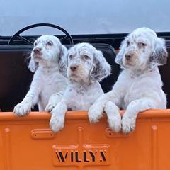 Llewellin Setter Puppies from Hickory Hollow Llewellin Setters, LLC