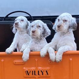 Llewellin Setter Puppies from Hickory Hollow Llewellin Setters, LLC