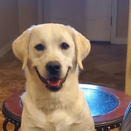 Double Doodle and Labrador Retriever All Grown Up from McCreary Highlander Labradors