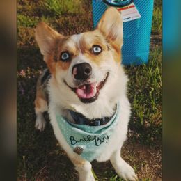 American Corgis and Pembroke Welsh Corgis from The Adirondack Corgi