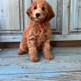 Poodle Puppies from Poodles of Tampa Bay
