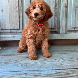 Poodle Puppies from Poodles of Tampa Bay
