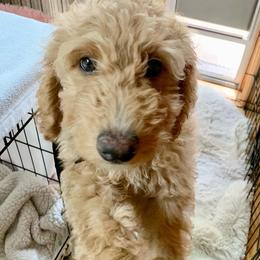 Goldendoodle Puppies from Lundee Doodles