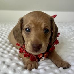 Alice - Cream female Dachshund puppy in Shelley, Idaho from Journey’s End Dachshunds