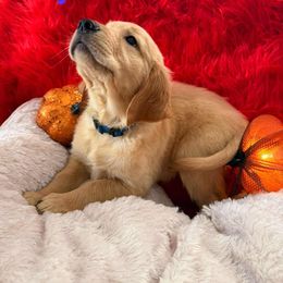 Golden Retriever Puppies from American True Golden retriever