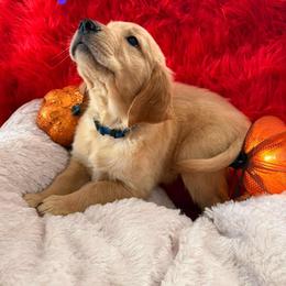 Golden Retriever Puppies from American True Golden retriever