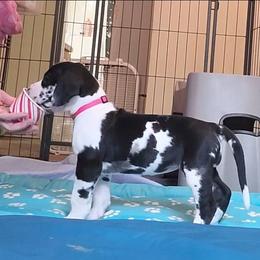 Pink collar girl - Harlequin female Great Dane puppy in Gansevoort, New York from Fancy Danes
