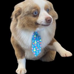 Lil' Red - Toy Australian Shepherd