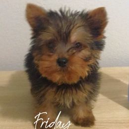 Boy 1 - Yorkshire Terrier puppy from Forever Yorkies FL