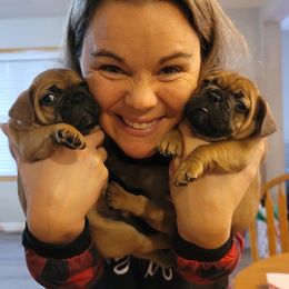 "Red boys" French Bulldog Puppies from Fancy Frenchies